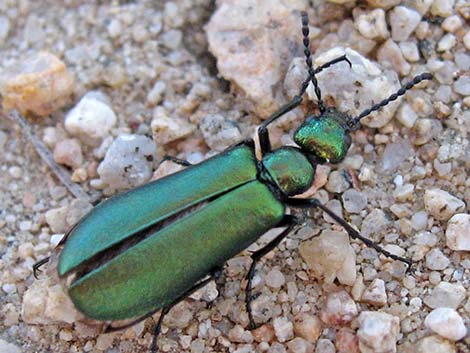 Blister Beetles (Family Meloidae)