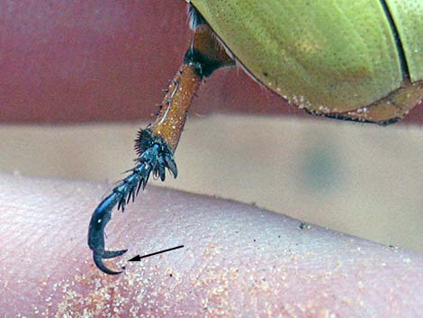 Cotalpa flavida (Scarabaeidae)