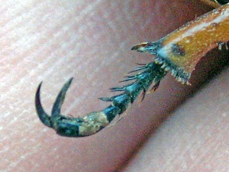 Cotalpa flavida (Scarabaeidae)