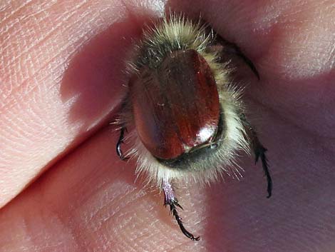 Little Bear Scarab Beetle (Paracotalpa ursina)