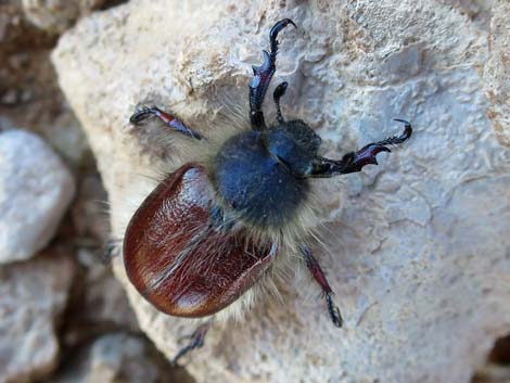 Little Bear Scarab Beetles (Paracotalpa ursina)