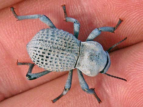 Desert Ironclad Beetle (Asbolus verrucosus)