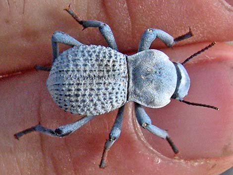 Desert Ironclad Beetle (Asbolus verrucosus)
