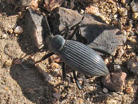 Circus Beetles (Stinkbugs)