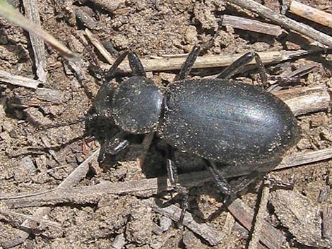 Tenebrionid Beetle (Stinkbug)