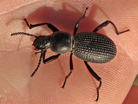 Darkling Beetles (Family Tenebrionidae)