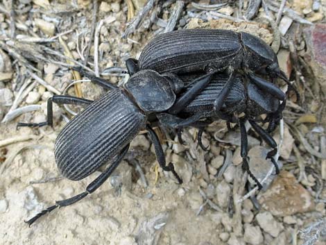 Darkling Beetles (Family Tenebrionidae)