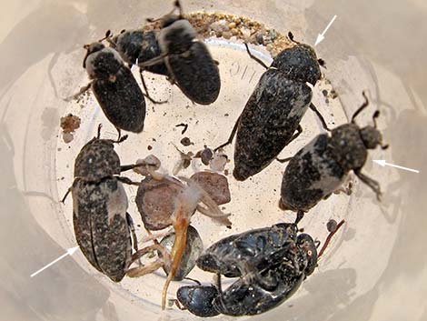 Common Carrion Beetle (Dermestes marmoratus)