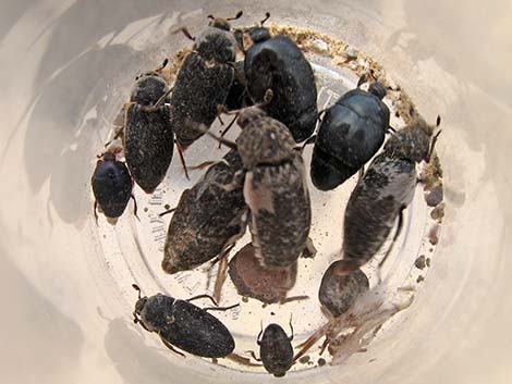 Beetles (Order Coleoptera)