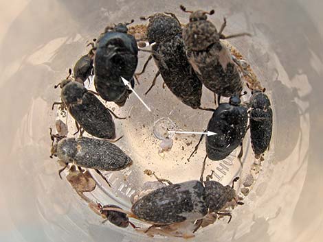 Black Burying Beetle (Nicrophorus nigrita)