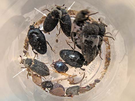 Beetles found under dead Turkey Vulture
