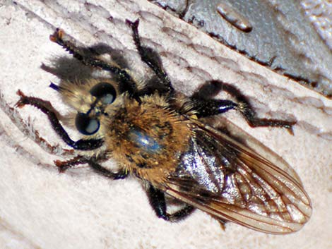 Bee-like Robber Flies (Family Asilidae, Laphria spp.)