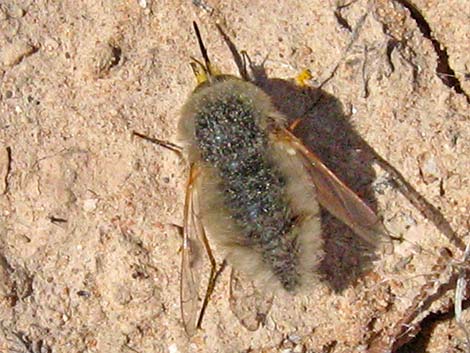Bombyiidae, Lordotus, bee fly