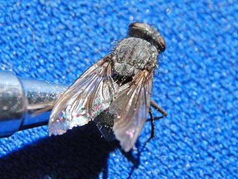 House Flies (Family Muscidae)