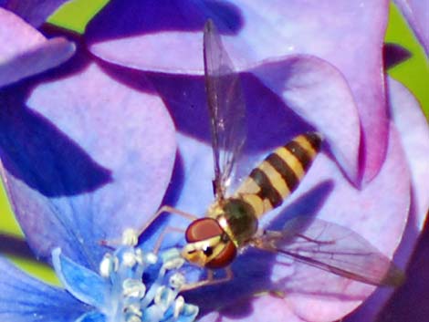 Hover Flies (Family Syrphidae)