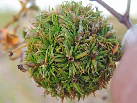 Creosote Gall Midge (Asphondylia auripila)