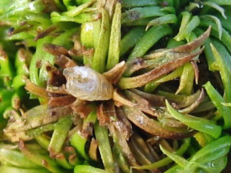 Creosote Gall Midge (Asphondylia auripila)