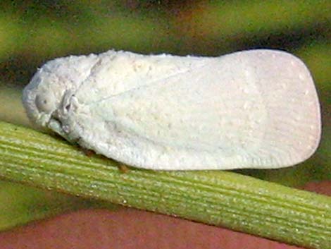 Infraorder Fulgoromorpha; Family Flatidae: Planthoppers