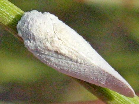 Planthoppers (Family Flatidae)