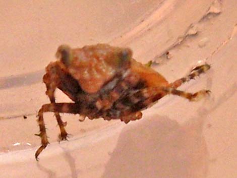 Big-Eyed Toad Bug (Gelastocoris oculatus)