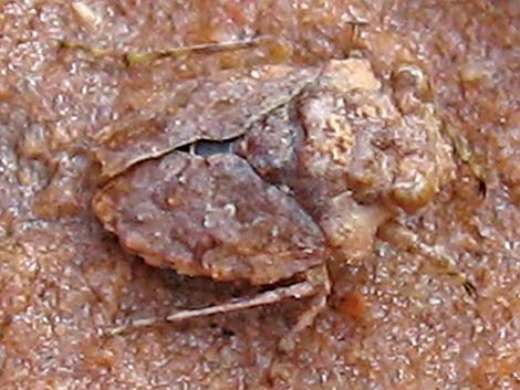 Big-Eyed Toad Bug (Gelastocoris oculatus)