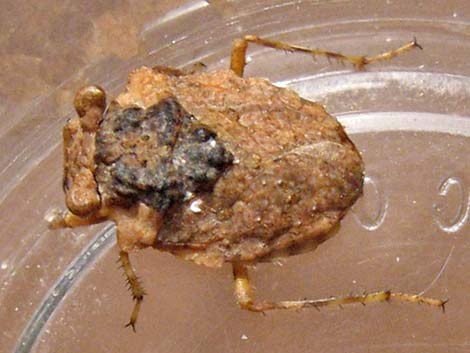 Family Gelastocoridae: Toad Bugs