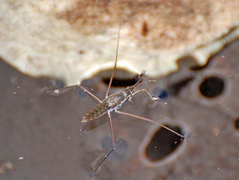 Water Strider (Order Hemiptera; Family Gerridae)