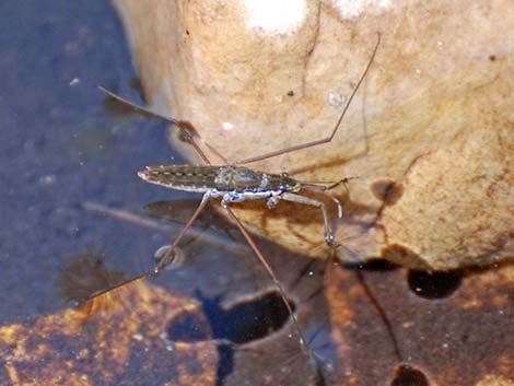 Water Strider (Order Hemiptera; Family Gerridae)