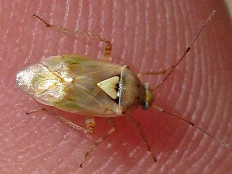Lygus bug (Lygus spp.)