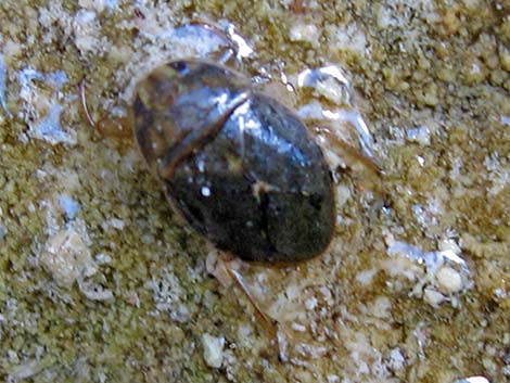 Riffle Beetles (aka Creeping Water Bugs; Family Naucoridae)