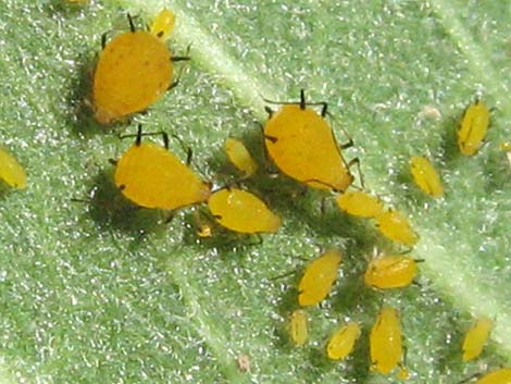 Family Aphididae: Aphids