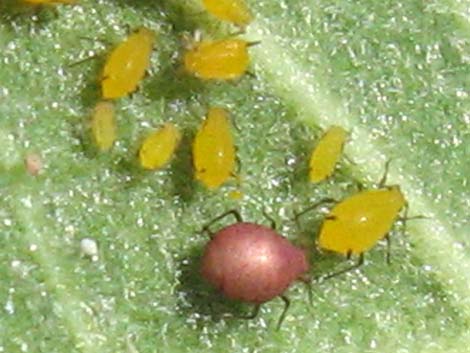 Aphids (Family Aphididae)