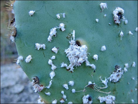 Cochineal (Dactylopius spp)