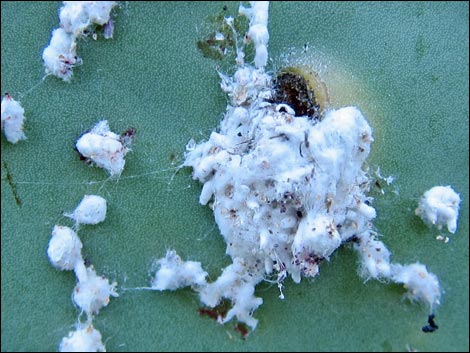 Cochineal (Dactylopius spp)