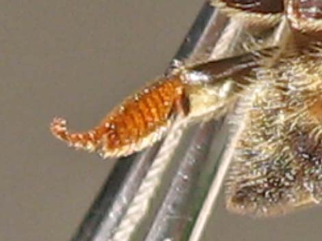 Honey Bee (Apis mellifera)