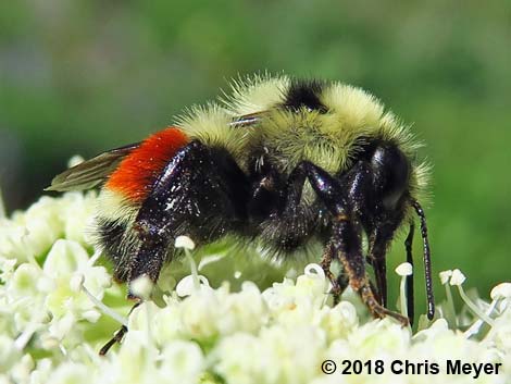 Hunt Bumble Bee (Bombus huntii)