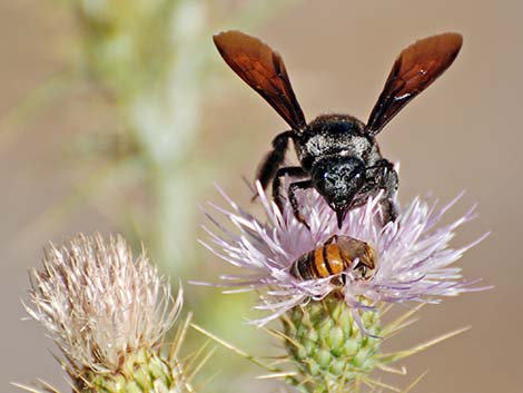 California Carpenter Bee (Xylocopa californica)
