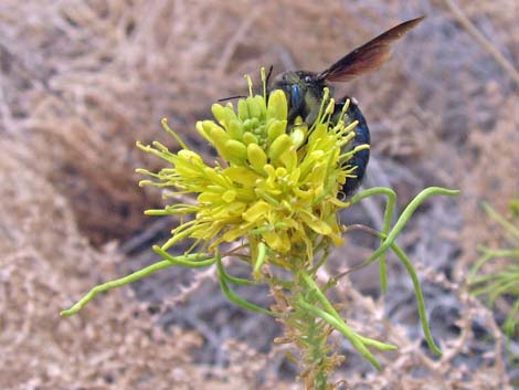 California Carpenter Bee (Xylocopa californica)