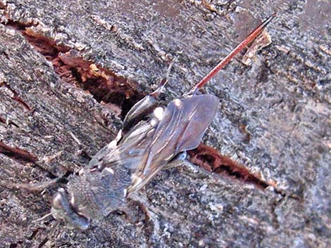 Chalcid Wasp (Acanthothalcis nigricans)