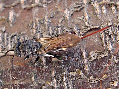 Chalcid Wasp (Acanthothalcis nigricans)