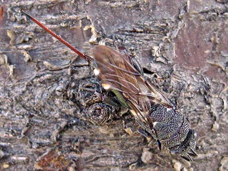 Chalcid Wasps (Acanthothalcis nigricans)