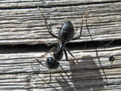 Western Carpenter Ants (Camponotus modoc)