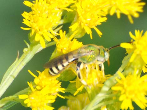 Sweat Bees (Hymenoptera, Halictidae)