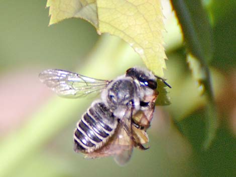 Megachilidae -- Leaf-cutter Bees