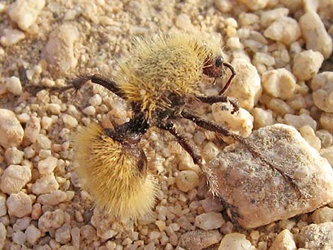 Golden Velvet Ant (Dasymutilla sackenii)