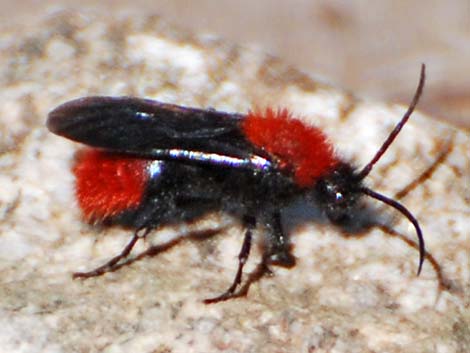 Red Velvet Ant (Dasymutilla spp.)