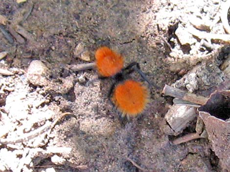 Red Velvet Ant (Dasymutilla spp.)