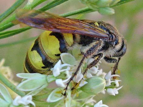 Scoliid Wasp (Campsomeris pilipes)