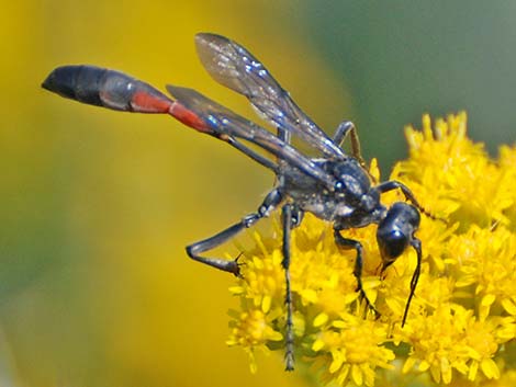 Solitary Wasps (Hymenoptera, Sphecidae)