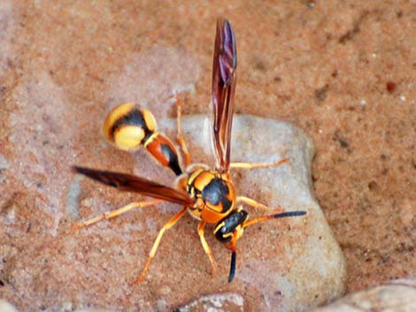 Vespid Wasps (Family Vespidae)